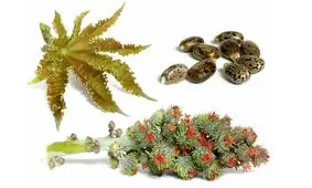 ۱۲ خاصیت دانه کرچک برای سلامتی و درمان