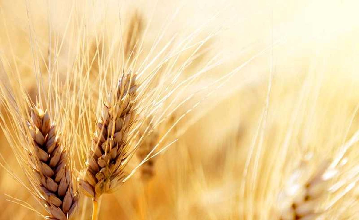 نرخ های خرید تضمینی محصولات کشاورزی به زودی اعلام می شود