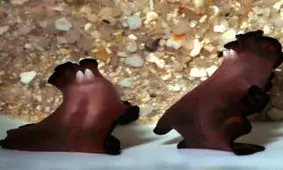 حقایق شگفت انگیز درباره تولید مثل و زایمان حیوانات