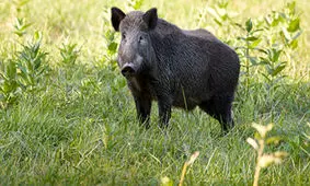 پرت شدن یک مرد از کوه پس از حمله گراز + فیلم