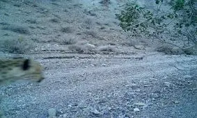 ثبت تصویری جالب از یک یوزپلنگ در بهاباد یزد