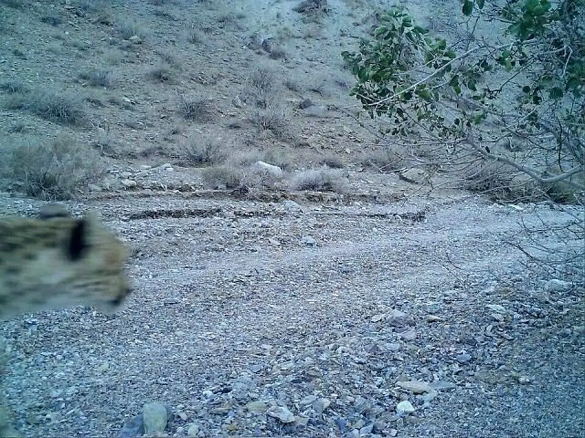 ثبت تصویری جالب از یک یوزپلنگ در بهاباد یزد