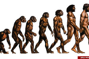 آیا انسان از نسل میمون هاست؟/ بررسی تفاوت‌های مهم بین انسان و میمون