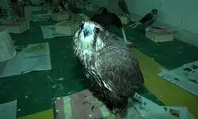 وقتی شکارچیان در دام می‌افتند + فیلم