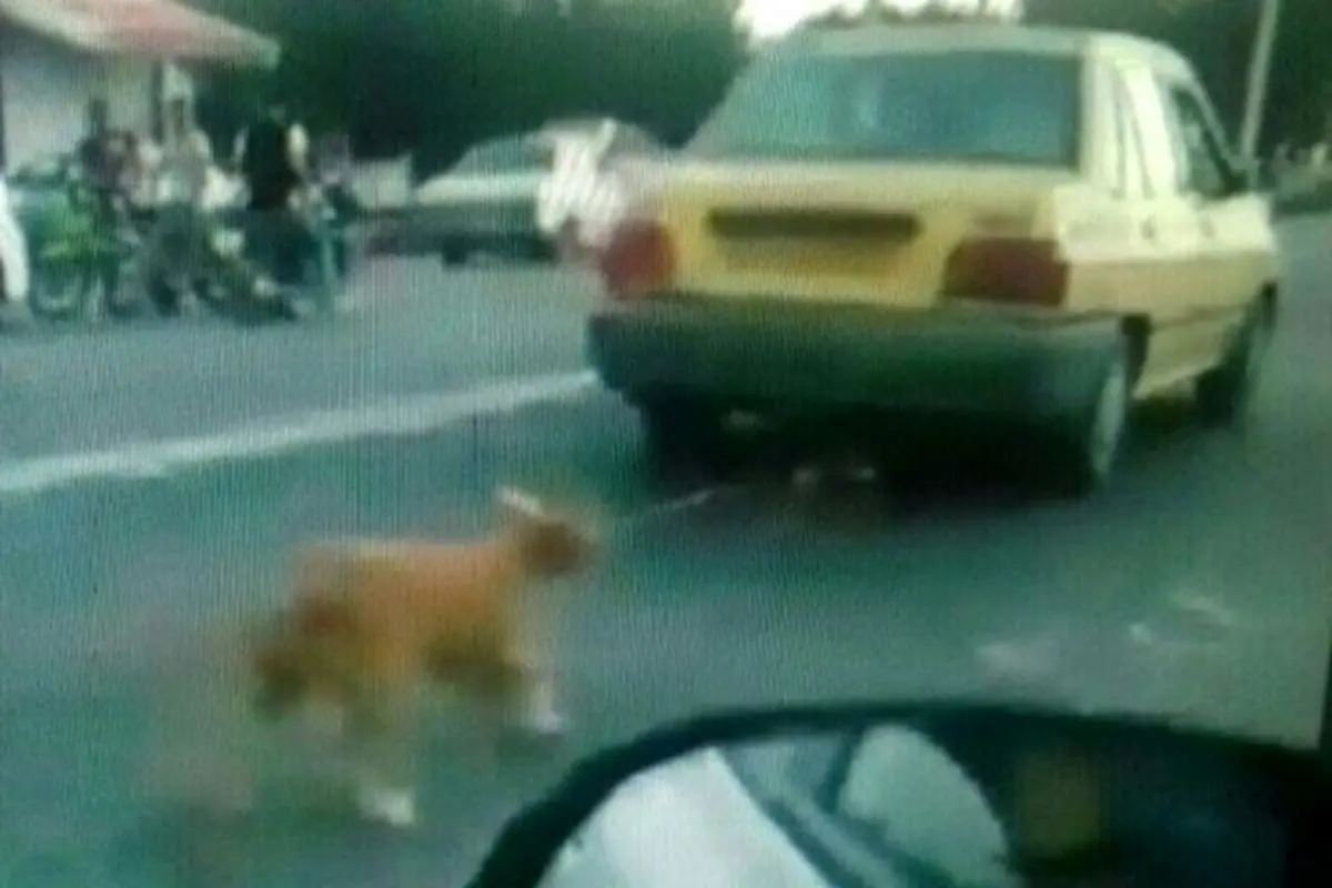 ویدئو/تکرار سگ‌آزاری در شفت/ محیط زیست اقامه دعوی کرد