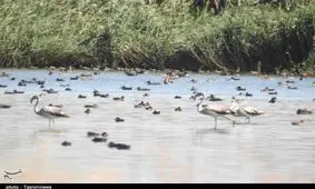 فاجعه مالی در محیط زیست استان مرکزی