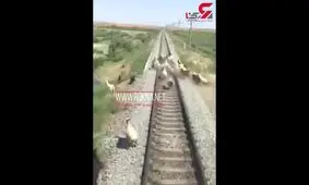 تصویر دردناک مردی که در زیر قطار جان سپرد