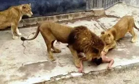 ویدیویی از حمله وحشتناک شیر به هنرپیشه آمریکایی