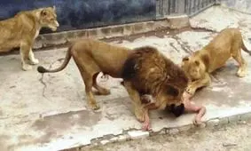 ویدیویی از حمله وحشتناک شیر به هنرپیشه آمریکایی