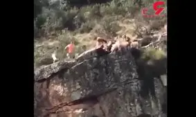 سگ هایی که برای شکار به کام دره افتادند +فیلم