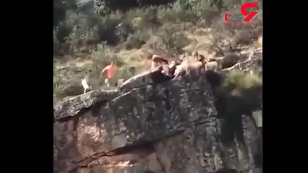 سگ هایی که برای شکار به کام دره افتادند +فیلم