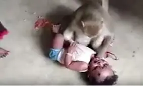 نجات کودک 21 ماهه‌ از چنگ میمون وحشی