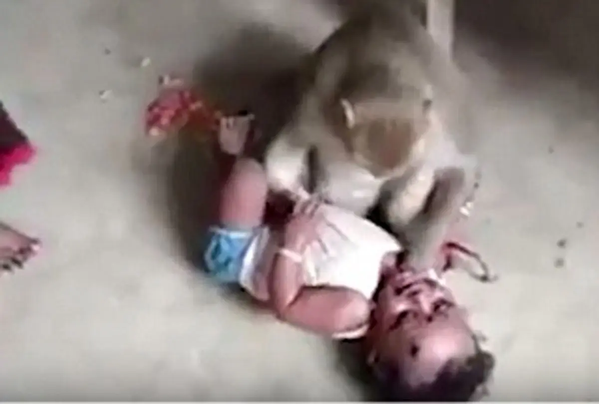 نجات کودک 21 ماهه‌ از چنگ میمون وحشی