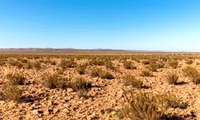 بارش باران بعد از ۵۰۰ سال حیات را در یک صحرا نابود کرد