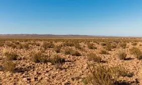 بارش باران بعد از ۵۰۰ سال حیات را در یک صحرا نابود کرد