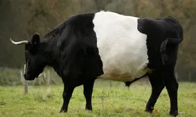 بلایی که احشام سرگردان سر "راتون" می‌آورند