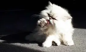 راز نظافت گربه‌ها آشکار شد