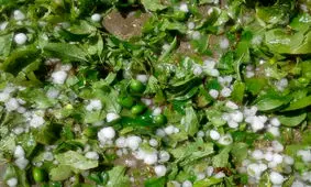 کشاورزان "احمدی" تگرگ باران شدند