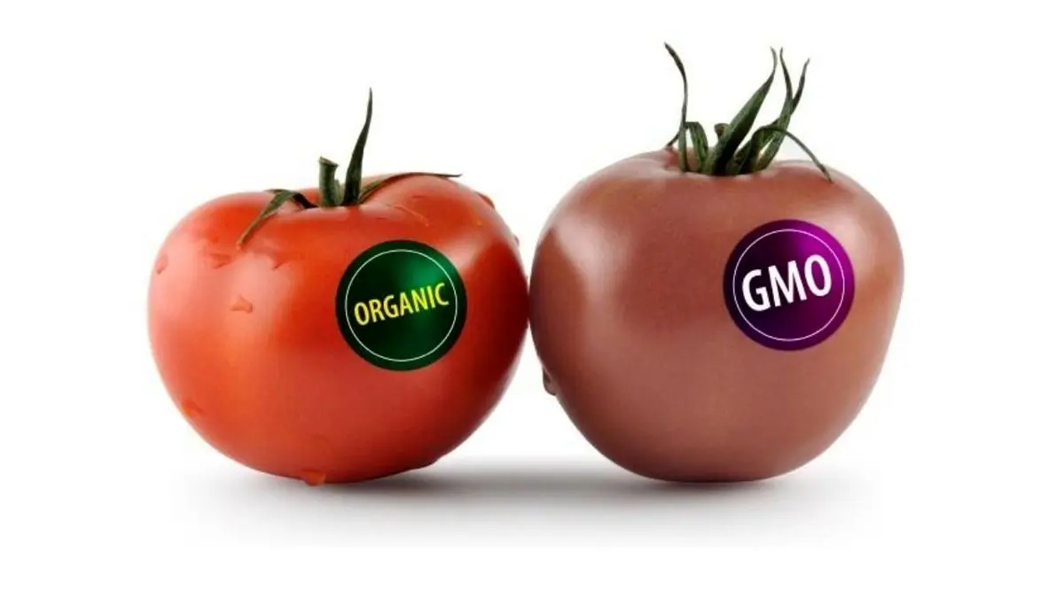 مصرف هرگونه هورمون برای افزایش رشد مرغ و ماهی در اروپا ممنوع است/اروپایی‌ها علاقه‌ای به خرید محصولات تراریخته ندارند/ شکایت آمریکا از کشورهایی که تراریخته مصرف نمی‌کنند