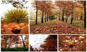 تصویر/زیبایی های پاییز