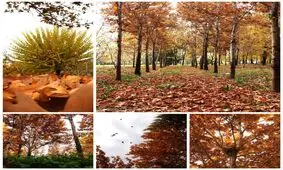تصویر/زیبایی های پاییز