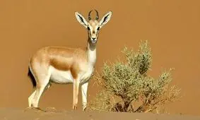 فیلم/مالچ‌ها در کمین آهوها!