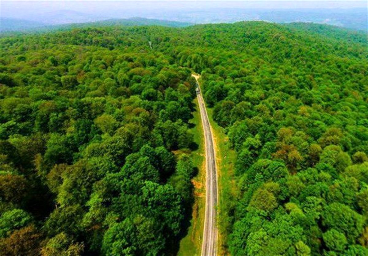 ۳ منطقه از جنگلهای هیرکانی گلستان برای ثبت میراث طبیعی جهانی به یونسکو معرفی شد
