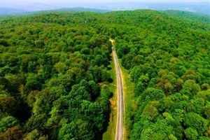 ۳ منطقه از جنگل‌های هیرکانی گلستان برای ثبت میراث طبیعی جهانی به یونسکو معرفی شد