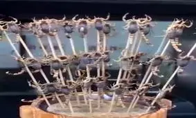 غذاهای پر از ویتامین و کلسیم