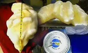 بزرگترین مروارید دنیا