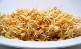 جوانه گندم بخورید