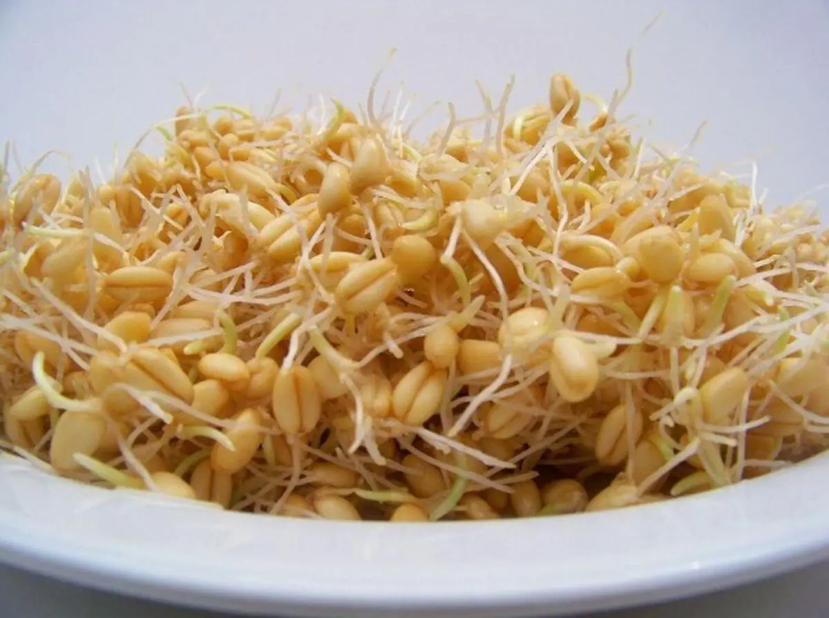 جوانه گندم بخورید