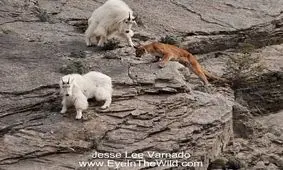 سقوط شیر کوهی به همراه بز کوهی از بالای صخره+فیلم