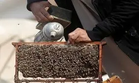 نیش زنبور خوش اخلاقتان می‌کند! +عکس