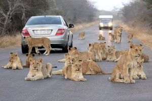 پیک نیک خانواده شیرها وسط جاده +عکس