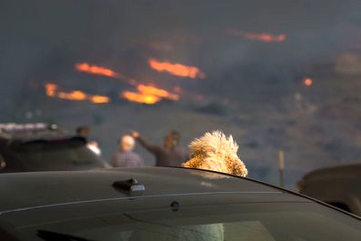 نجات حیوانات از آتش کالیفرنیا +تصاویر
