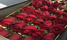۱۰۰ شاخه گل رز مساوی ۱ بشکه نفت