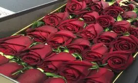 ۱۰۰ شاخه گل رز مساوی ۱ بشکه نفت