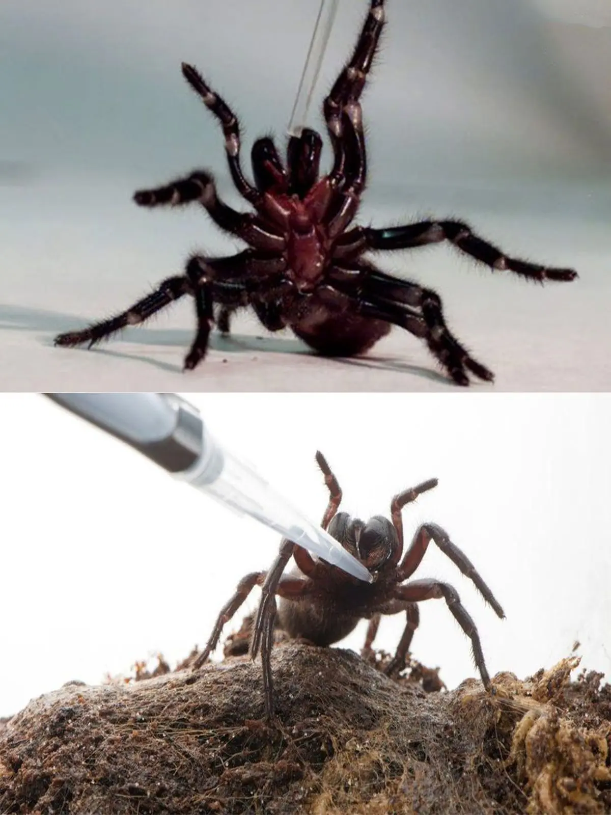 درمان سکته مغزی با زهر عنکبوت