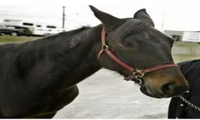 این اسب با لگد زدن به صاحب خود مرد نابینا را درمان کرد +عکس