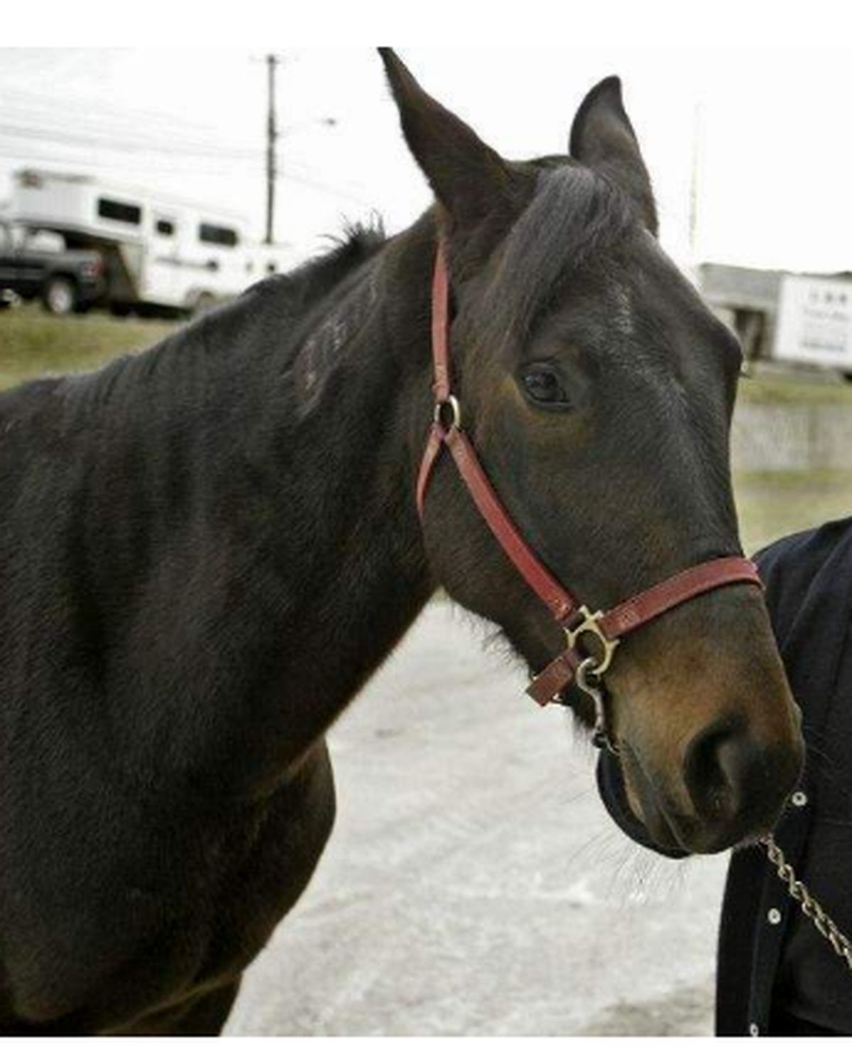این اسب با لگد زدن به صاحب خود مرد نابینا را درمان کرد +عکس