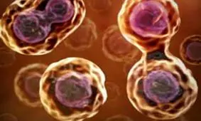 تقسیم سلولی به روایت تفسیر