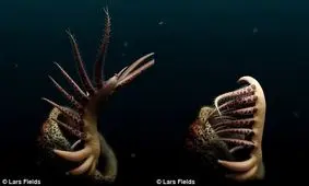 رقص کرم 500 میلیون ساله برای شکار