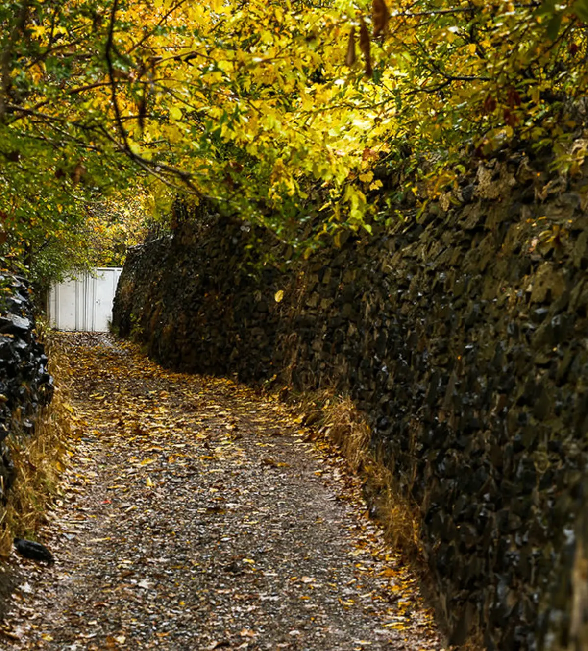 تصاویری زیبا از کوچه باغ‌های پاییزی گنجنامه