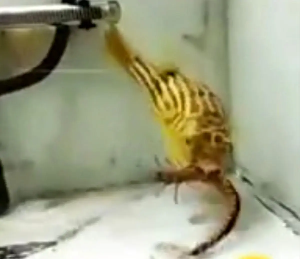 ماهی عجیبی که همه چی میخورد