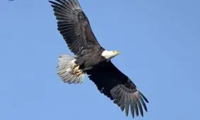 روش عجیب عقاب برای کشتن شکار