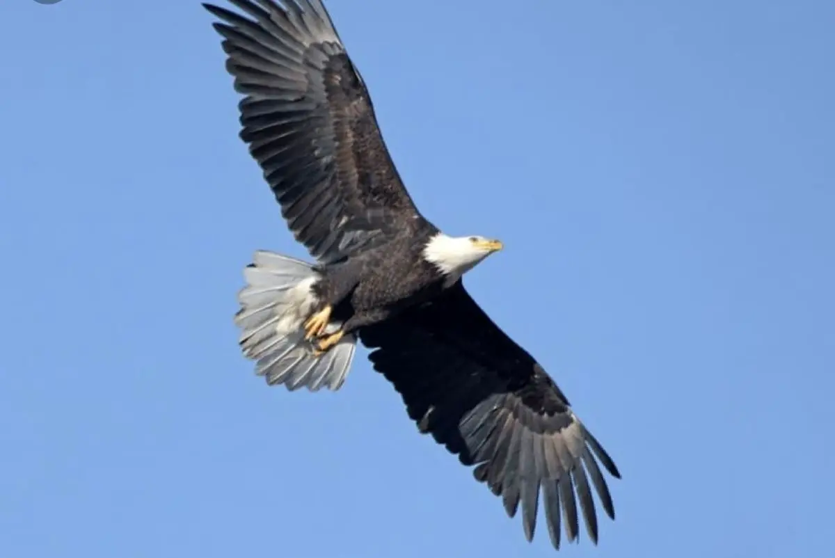 روش عجیب عقاب برای کشتن شکار