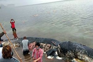 مرگ نهنگی که ۶ کیلو پلاستیک خورد! + فیلم