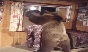 حیوون خونگی فقط خرس قشنگ از تنهایی درمیاین