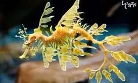 حیوانات زیبایی که نمی‌توانید چشم از آن‌ها بردارید!